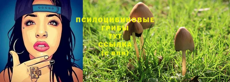 где купить наркоту  Навашино  Псилоцибиновые грибы Cubensis 